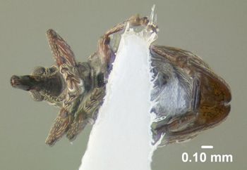 Media type: image;   Entomology 613528 Aspect: habitus ventral view
